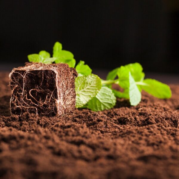 Ashwadhara Vermicompost - Image 2